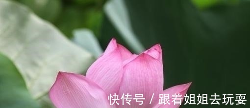 桃花缘|2021年，桃花缘高涨，旧情难忘，梦与君同，为爱执着重新坠入情网