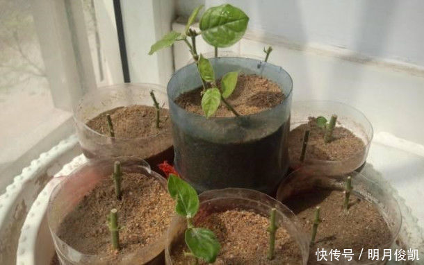 茉莉花最简单的繁殖方法,一个枝条就可以繁殖几棵,一学就会
