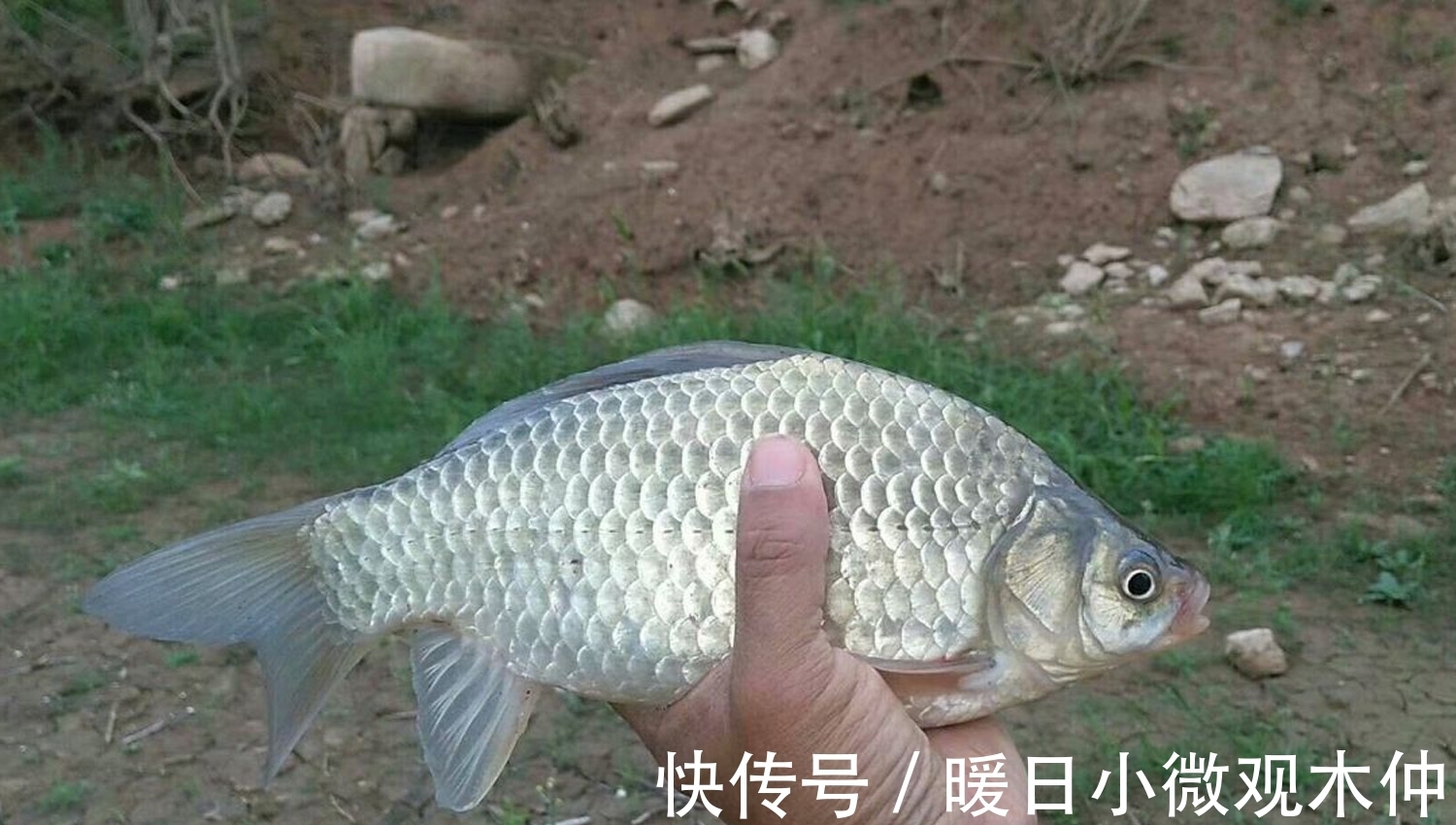 鱼竿|鲫鱼喜欢哪种味型?如何才能钓好鲫鱼? 钓鲫鱼的几个要点