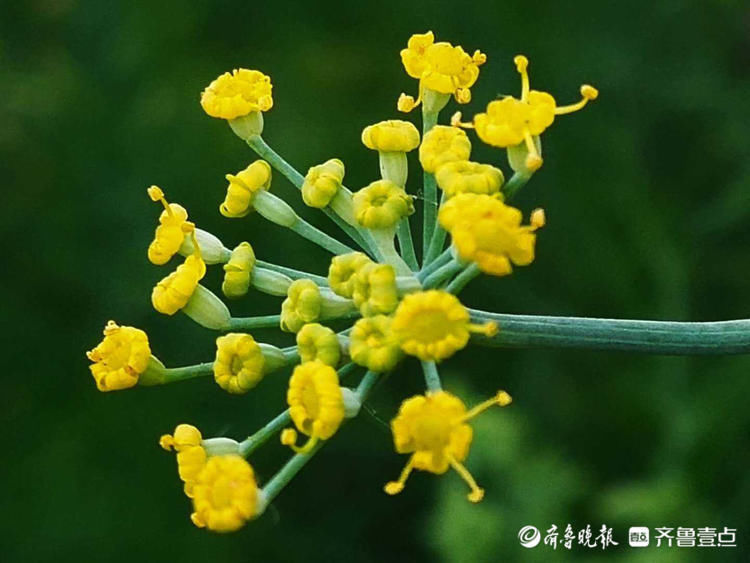 小巧|花开齐鲁精细小巧!临沂郯城烂漫盛开的茴香花,你认识吗?