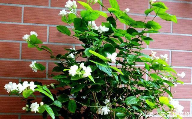 养不好茉莉花就养“假茉莉”,香味足更皮实,四季开花不黄叶