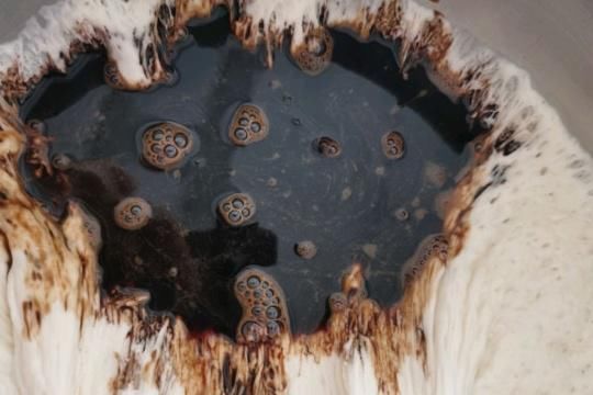 中筋面粉|蒸红糖馒头，不要只加酵母，面里加一点它，香软有嚼劲，个个开花