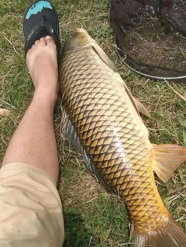 饵料|大鱼不爱靠边所以难钓?其实大鱼常进窝找吃的,只是被你错过了