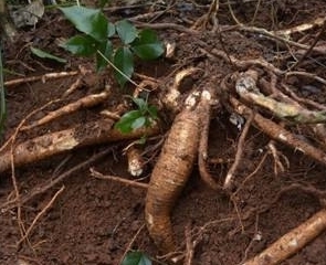 豆科崖豆藤|男子深山遇到此物,乐的挪不开脚,养肾补虚的圣品