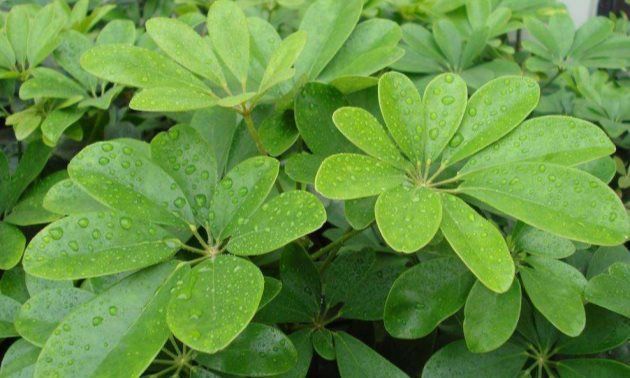 春天养花,不能在室内随意养有的对人体有害