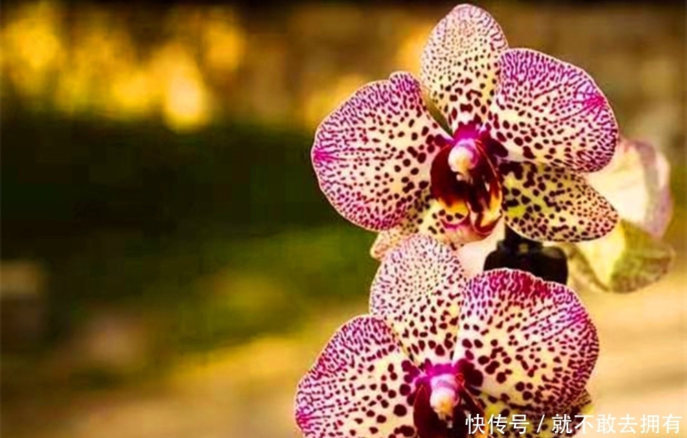 最不嫌贫爱富的花之一,尽量别用大盆养,简陋小盆更有利于开花