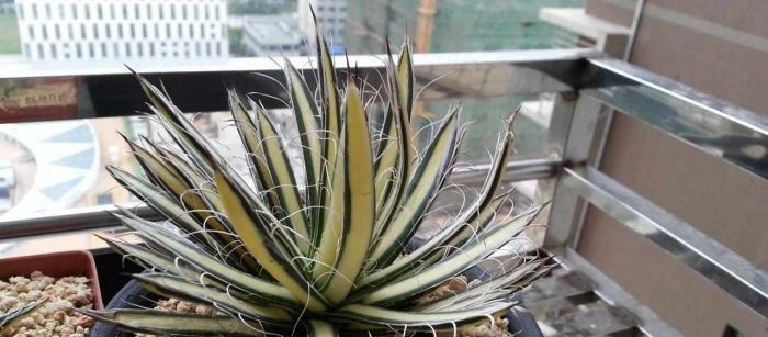 漫谈|漫谈墨西哥龙舌兰的传说和历史,了解多肉植物的神奇世界