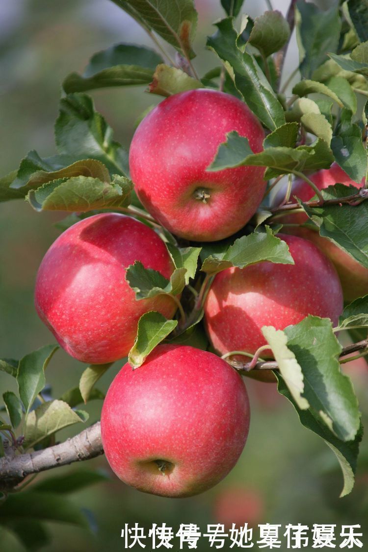 急性发作|吃苹果好处多,但吃苹果有3大禁忌,很多人不清楚
