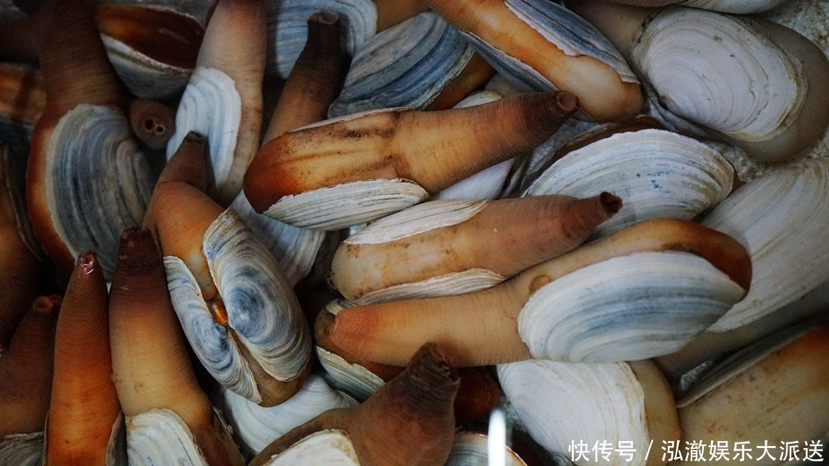 捕捞|游客花605元买3.6斤重象拔蚌,商家帮处理,最后只上几片