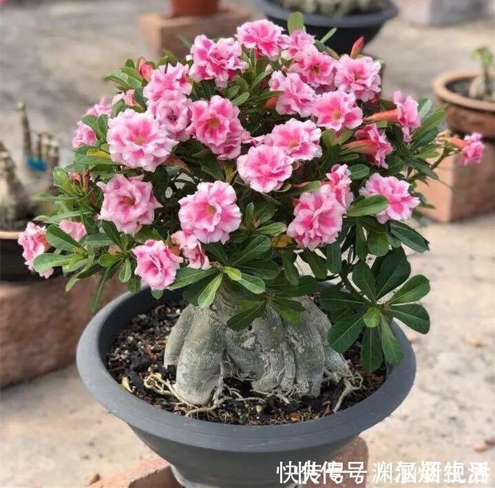 会养花的人都选它,耐旱又好活,2年养成小树桩!