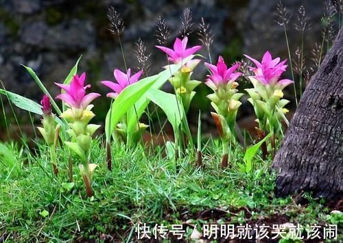 仙气十足|野外常见的1种漂亮花,开花仙气十足,遇到忍不住想带回家