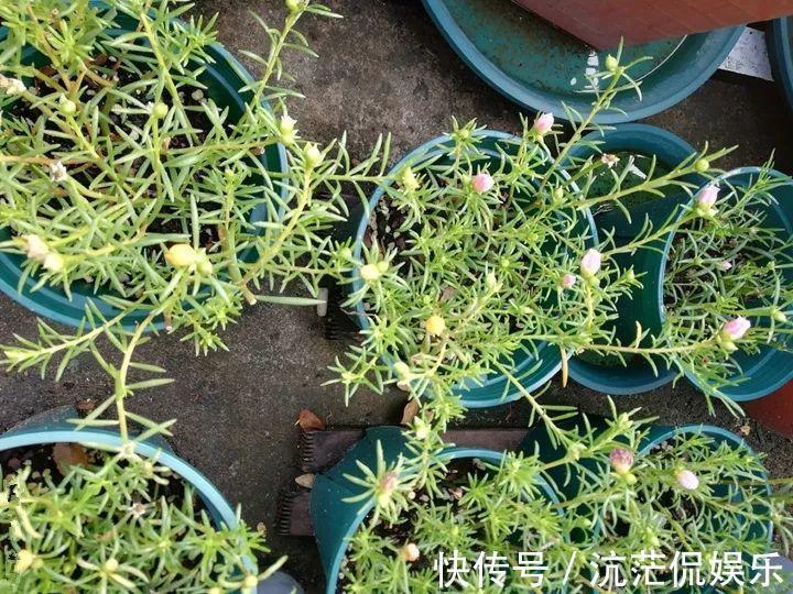 花花|不怕热不怕晒的花,切碎扔土里就活,大写的服!