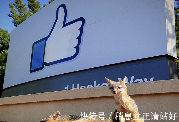 邻居|Facebook总部的新邻居　密谋接管网路世界．．．