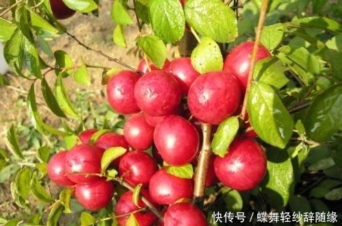 保健|农村这种野果,钙含量很高,被称为“补钙之星”,是高级保健水果