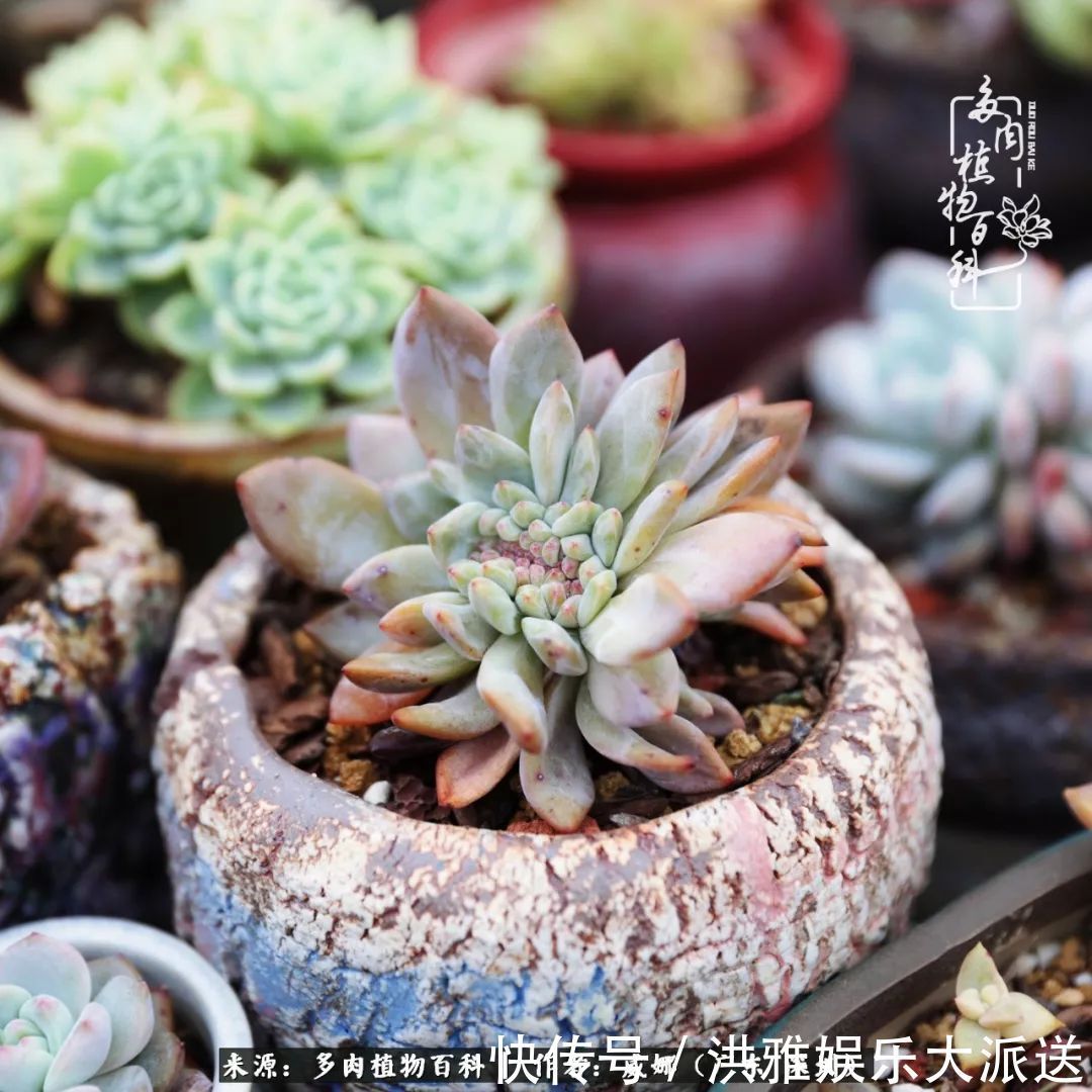 橙梦露|笼子里露养的多肉,越养越美!有多肉的日子伴着小确幸!