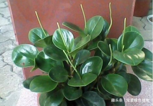 有害气体|养上“3种花”,就像请了“守护神”,一家老小“身体好”!