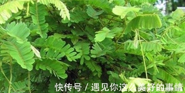 肝病|81岁肝病退休教授：1种草“不值钱”，却是治疗肝炎“良药”