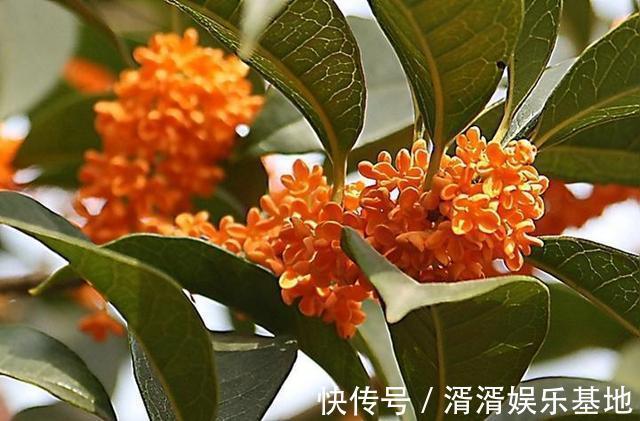 肥料|桂花香飘远十里,注意小技巧,花期长开花簇簇
