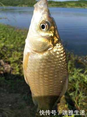 鲫鱼|民间“钓泡法”钓鱼,鲫鱼多得让你吃不完