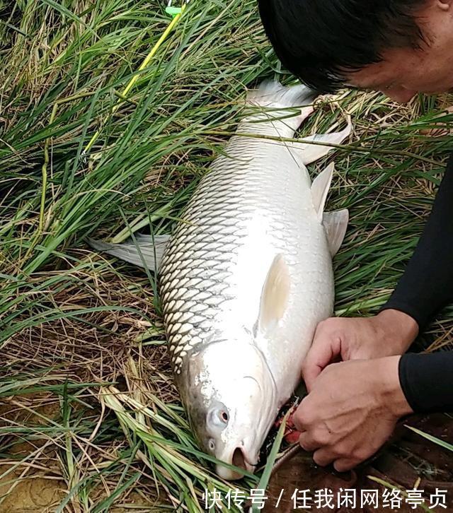 纠纷|安徽一鱼塘“翻塘”，知情者老板昨天没收了一个钓友的鱼竿