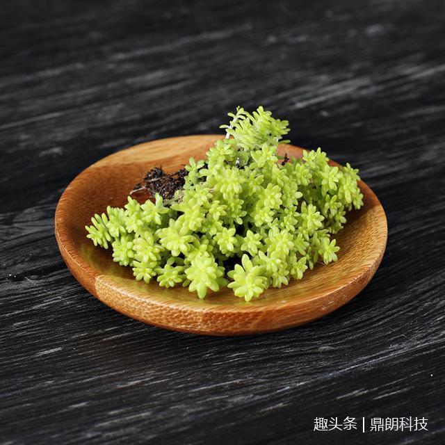 这几种多肉非常适合懒人养,一点都不用操心,还长得非常好