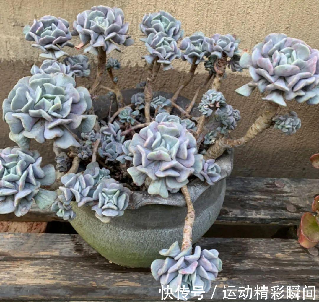 十几年的多肉“妖精”,自然老桩头,造型太美