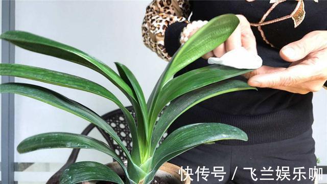 叶片|养花，不懂得规避这9个误区，难怪盆栽一直饱受摧残