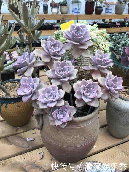 盘点10种“容易度夏”多肉,南北方花友,随便选、随便养