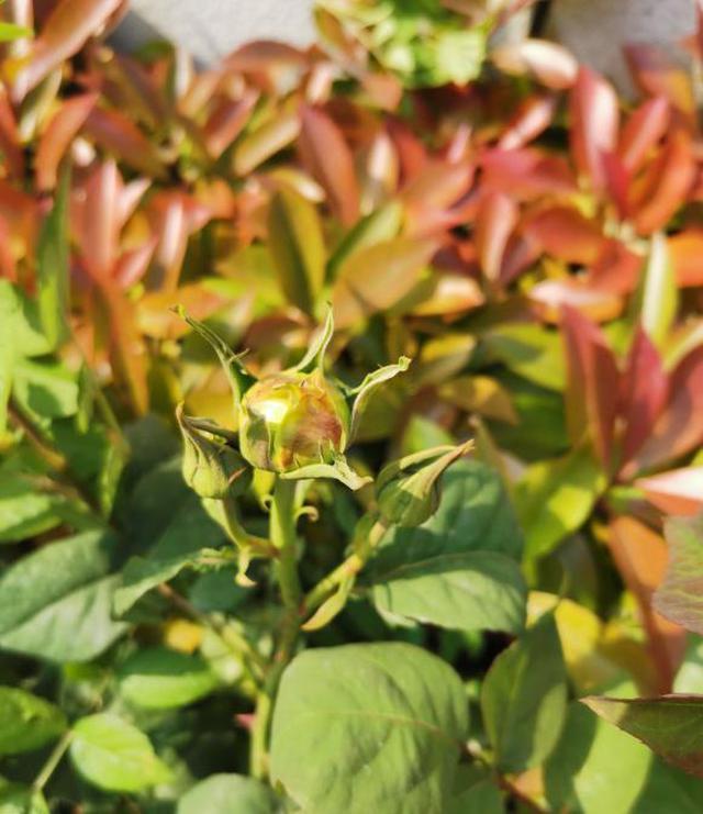月季花是“肥篓子”,老花农教你巧用肥,新笋猛长,花苞猛开