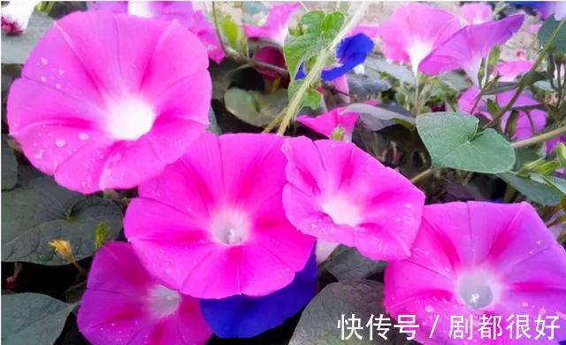 爬藤植物|花开一面墙，花落一路香，一棵爬藤植物的花海