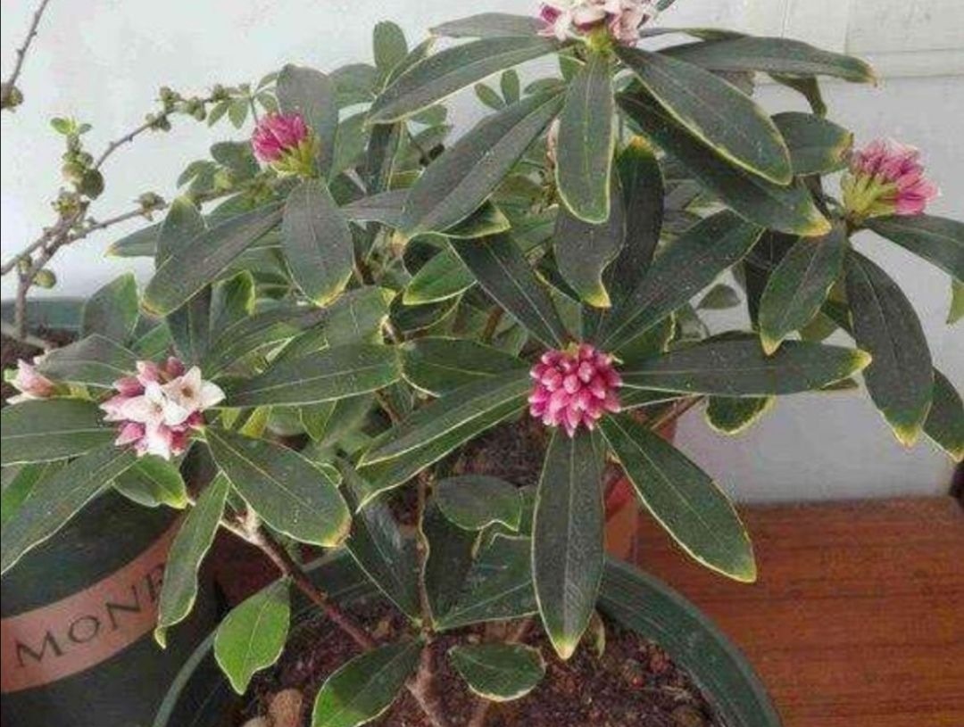 立秋以后,4种花别再修剪,否则影响正常开花