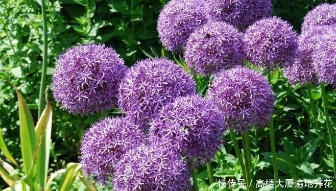  非常奇特的3种植物，紫色印象葱上榜，打破了对葱的认知