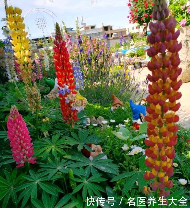大叔的花园,亮点多多,惊艳了我,难怪大家都夸他太有生活情调了!