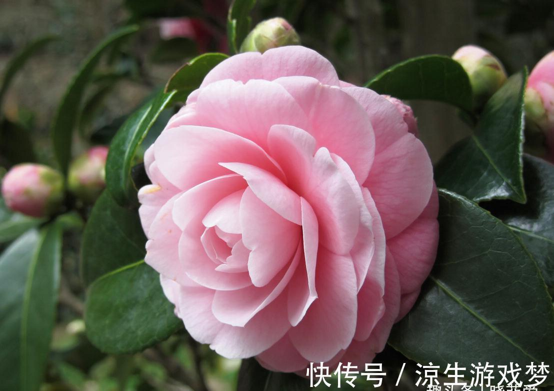 公认难养的10种“漂亮花”，没有几年养花经验，建议别买回家