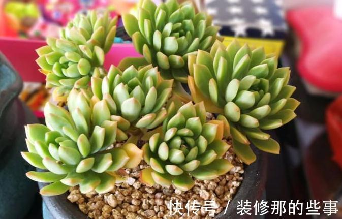 粉蚧虫，肉友最痛恨的虫子，多肉防虫要无时无刻