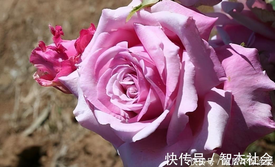 20款紫色月季品种。浓香、抗病非常好养,天然紫色唯美盛开