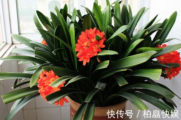 4种材料,花盆里放一点,烂根的君子兰和文竹根系爆长