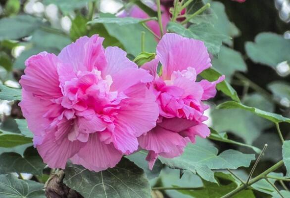 此款花卉，好养易爆盆，1年四季开不停，颜色漂亮又好养