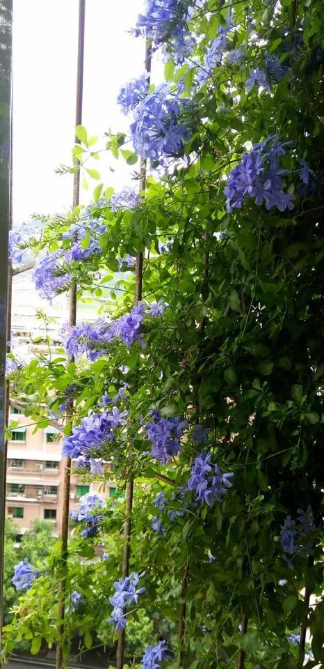 6种花喜欢晒太阳，越晒花越多，一开200天不歇气！