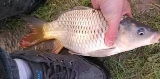 怪不得老钓手一字不透露，原来热天的鱼都藏在这，白钓二十年鱼