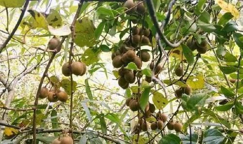 野生|农村山上有种珍贵水果,很多人为了它,哪怕冒着生命危险也要摘