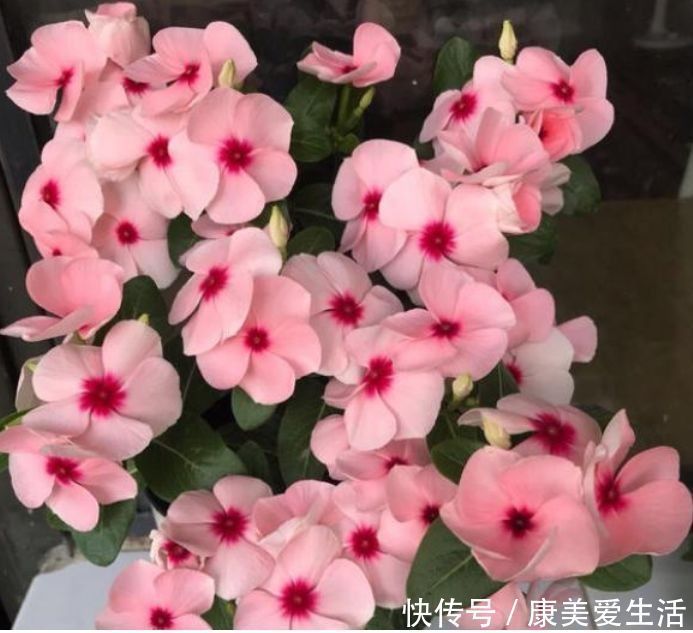 4种花适合夏天养,开花爆盆花期长,繁花似锦,花色美轮美奂