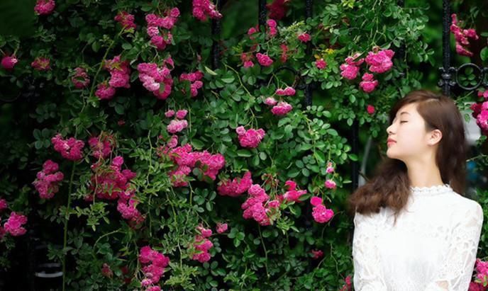 此花人称“旺家花”,花瓣泡水能养生,花香驱蚊虫,越养越健康