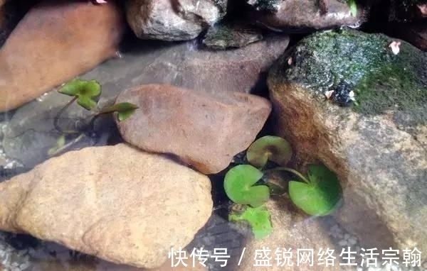 防水|老公在阳台做了个鱼池, 发到业主群里, 楼下直接找上门了!