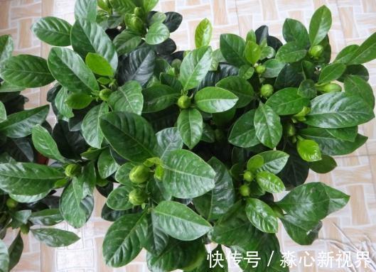 植株|栀子、茉莉不开花这么一处理，花苞“嗖嗖冒”，花朵洁白、芳香