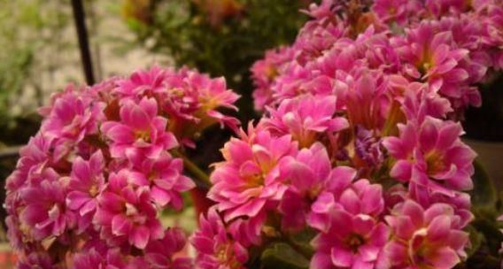 花朵|超好养的木本植物,全年开花,观赏价值高,室内也能种,值得栽培