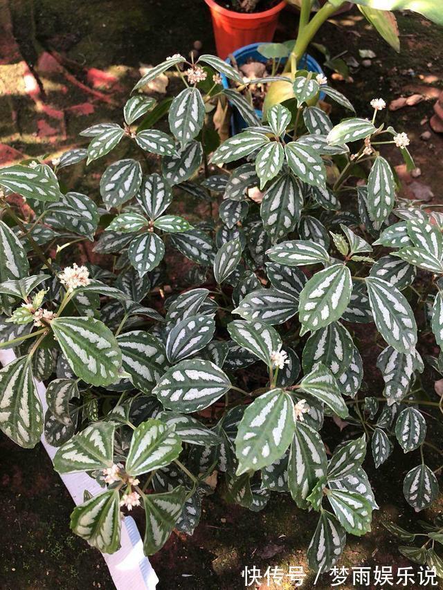 花叶|花叶冷水花耐阴又好养,在家养上一盆,清新又雅致