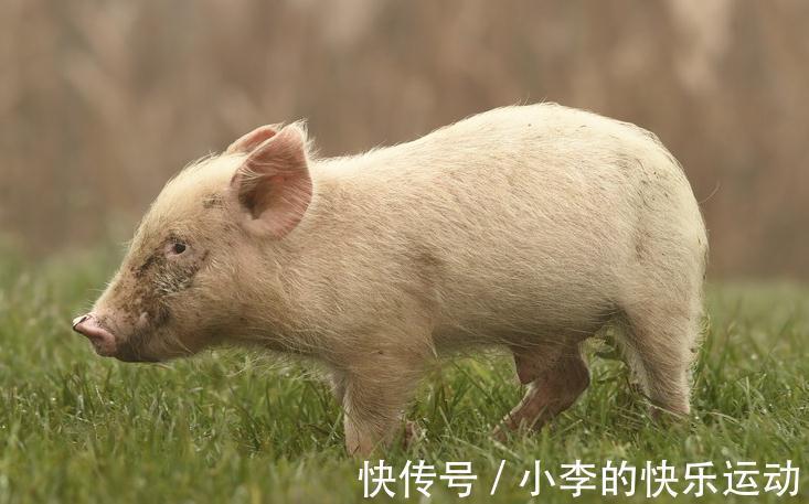 猪感冒|如何鉴别猪流感与猪感冒,他们的区别在哪里,养殖户们分得清吗