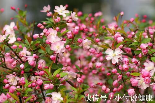 草莓|初春,养生“关键期”,吃四果,食五菜,排毒、不上火,少生病