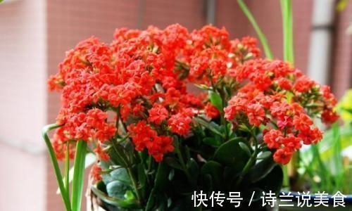 冬天|冬天养长寿花、茶花,盆里丢点“它”,肥力大还透气,花开爆盆!